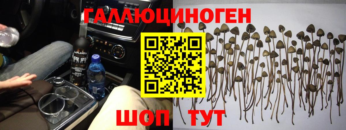 Псилоцибиновые грибы Cubensis Якутск